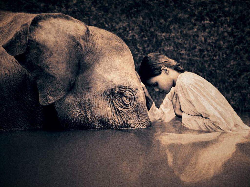 Elephant and human love